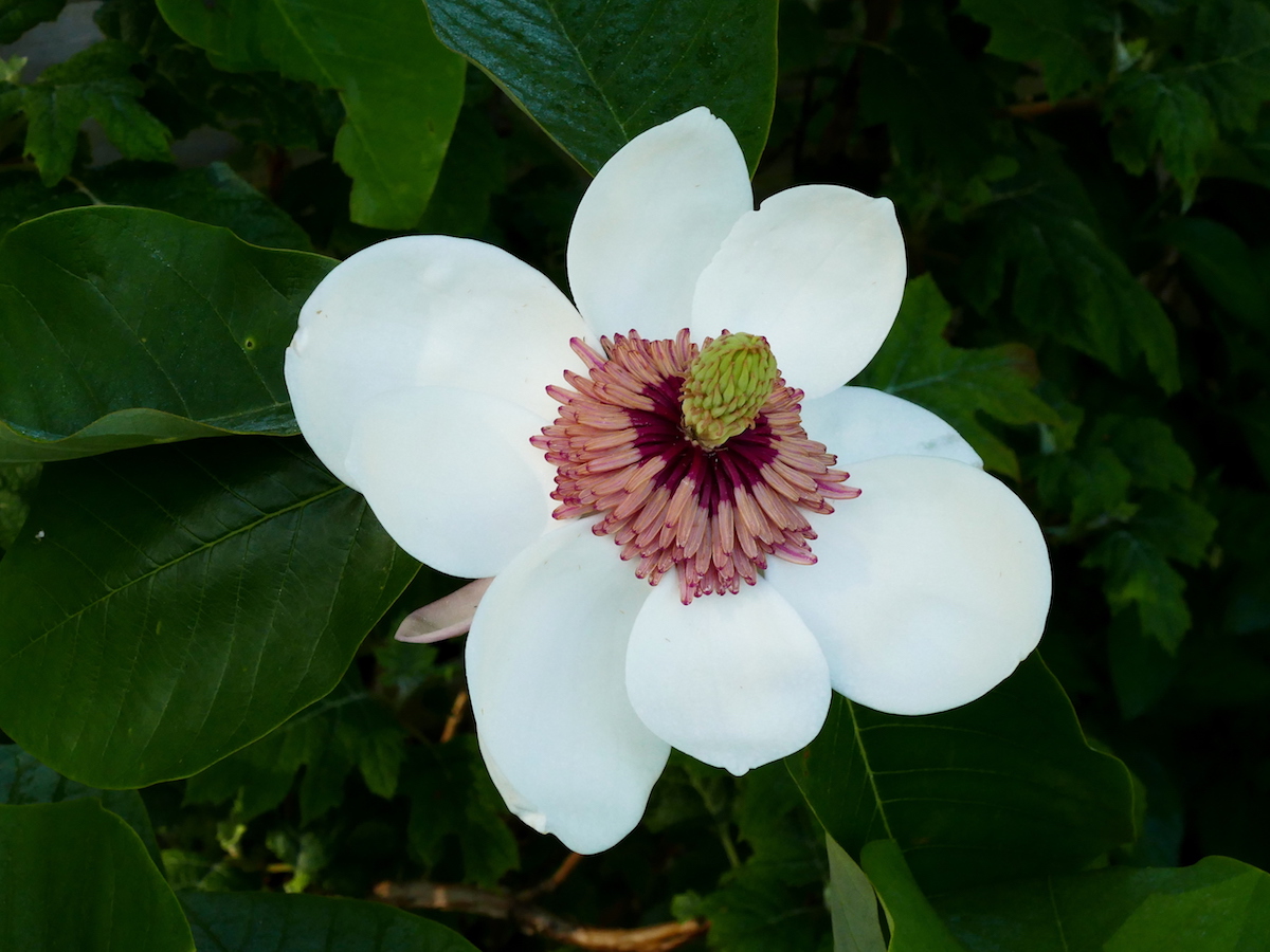 x wieseneri